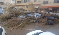 سقوط شجرة ضخمة في مدرسة الغزالية الطيبة 